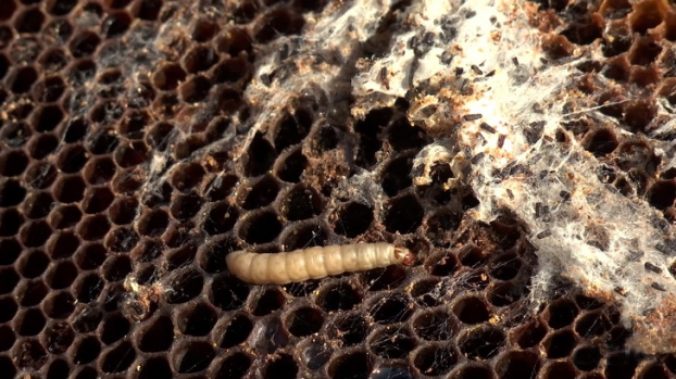 sâu sáp ký sinh trong sáp ong